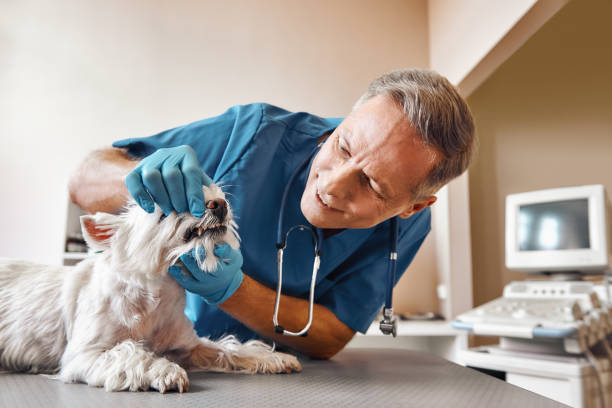 Best Emergency Wisdom Teeth Removal in Grover, WY
